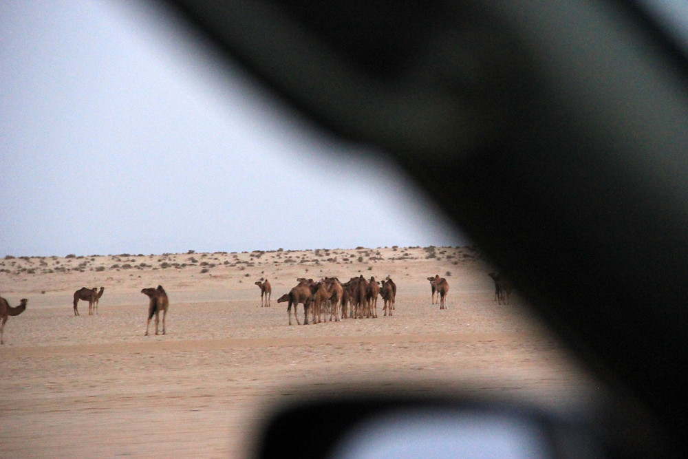 В стоимость экскурсии не включены напитки за обедом и ужином. Ekskursiya V Saharu Vtoroj Den