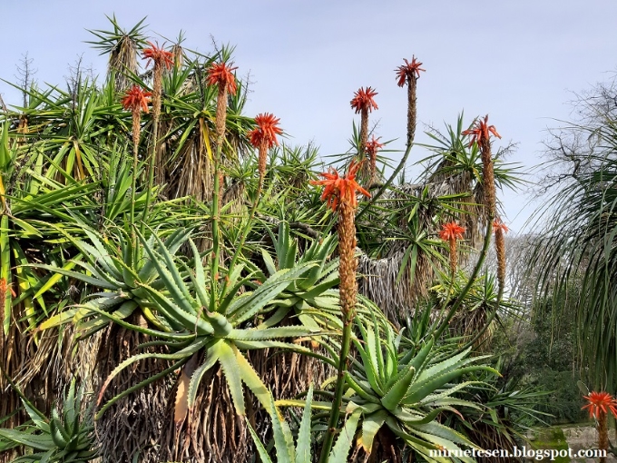 Центральный сибирский ботанический сад со ран: Botanicheskij Sad Lissabona V Raznoe Vremya Goda