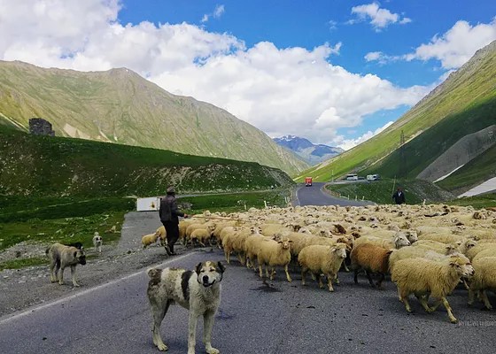 Туры казбеги из и др. Kazbegi Voenno Gruzinskaya Doroga Tury I Puteshestviya Po Gruzii