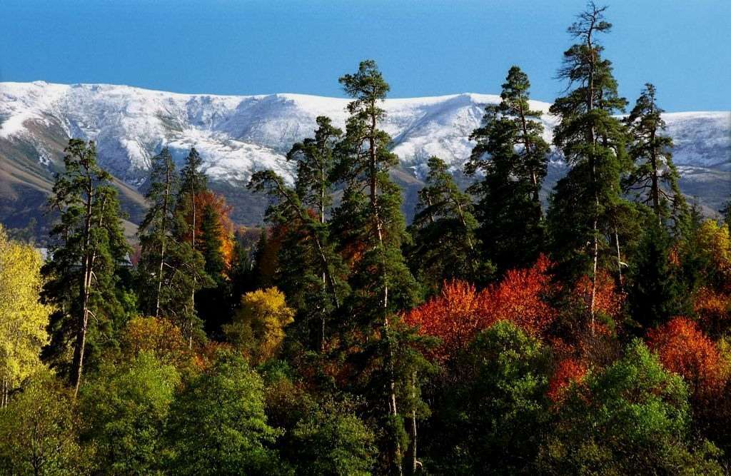 43+ Отдых В Боржоми&nbsp;Картинки