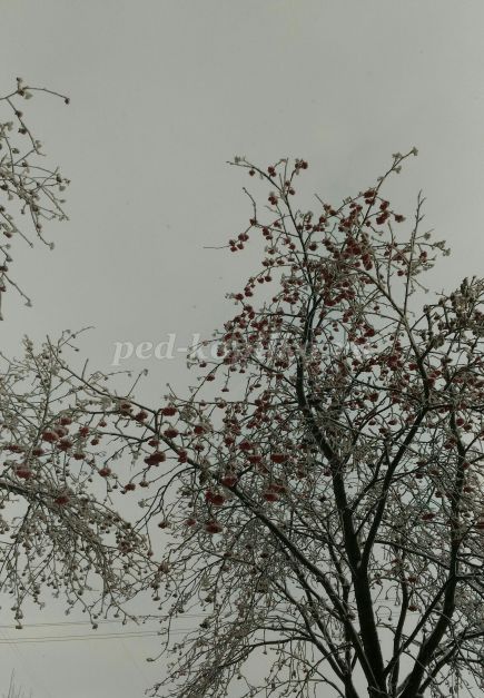 14+ Экскурсия В Зимний Парк&nbsp;Фото