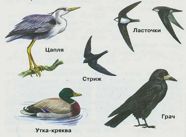 Рекламные Экскурсия Осень 2 Класс&nbsp;Отзывы