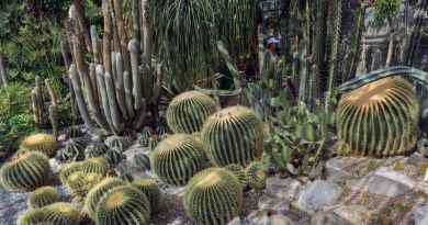 Лучших Экскурсия Никитский Ботанический Сад цены и отзывы&nbsp;2022