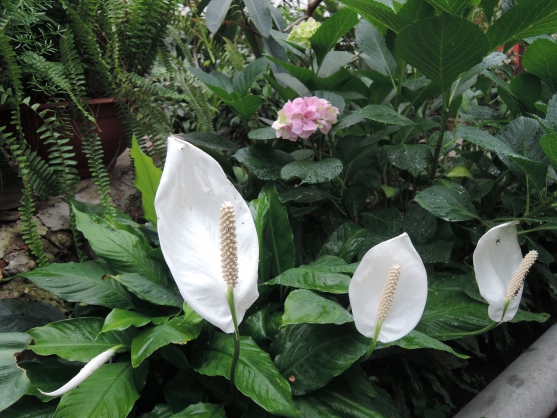 48+ Сочинение Экскурсия В Ботанический Сад Цены&nbsp;2022