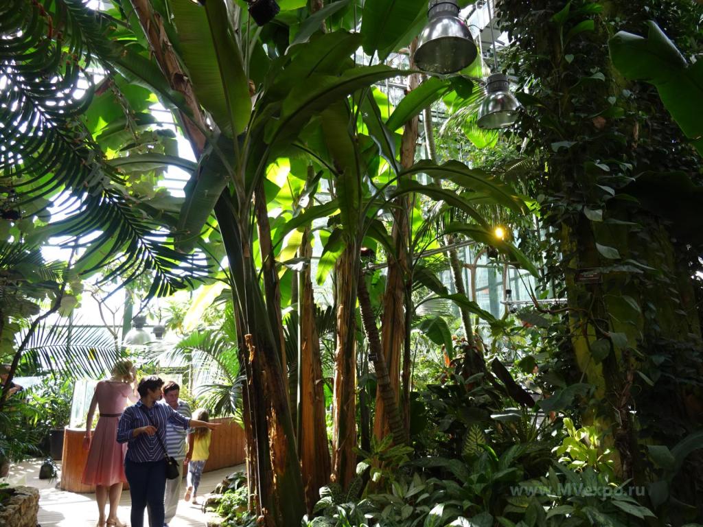 Рекламные Ботанический Сад Москва Цена Билета 2021 Отзывы